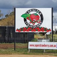 The Iconic Super Strawberry in Country / Rural NSW image