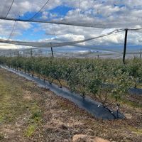 BLUEBERRY & SMALL CROP FARMING image