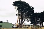 Arborist s Tree Lopping Business