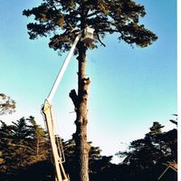 Arborist s Tree Lopping Business  image