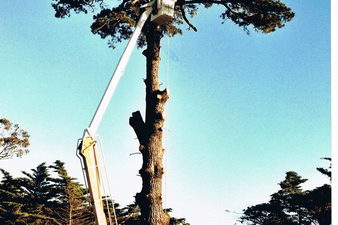Arborist s Tree Lopping Business