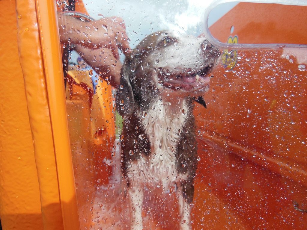 New Petbarn Mobile Dog Wash franchise, photo 1