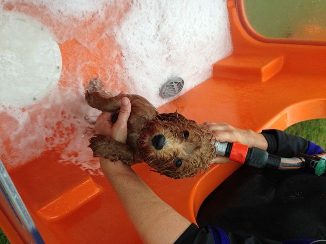 New Petbarn Mobile Dog Wash franchise, photo 3