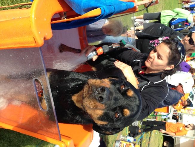 New Petbarn Mobile Dog Wash franchise, photo 6