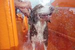 New Petbarn Mobile Dog Wash franchise Geraldton