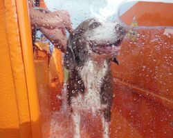 New Petbarn Mobile Dog Wash franchise Geraldton image