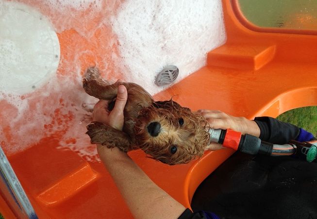 New Petbarn Mobile Dog Wash franchise Geraldton, photo 3
