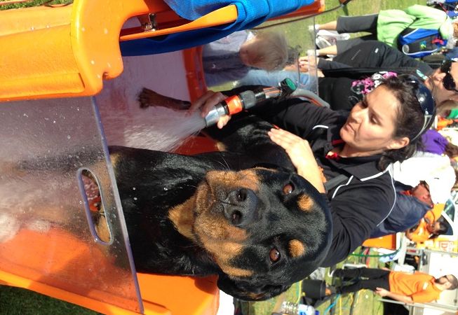 New Petbarn Mobile Dog Wash franchise Geraldton, photo 6
