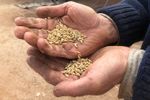 Mobile Seed Grading business for sale