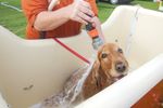 New Petbarn Mobile Dog washing franchise Albany