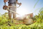 Well Established Gold Coast Lawn and Garden Business 