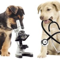 WANTED ANIMAL VETERINARY PRACTICE for SALE image