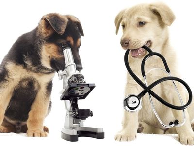 WANTED ANIMAL VETERINARY PRACTICE for SALE image
