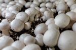 Queensland Commercial Mushroom Farm