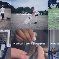 Well Established Pet Care Business, Sydney | ID: 1243 image