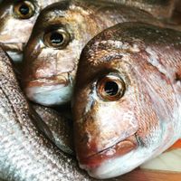 FRESH Fish Shop Amazing opportunity- EBS image