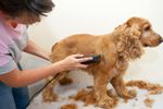 Pet Grooming Salon For Sale  # 5819