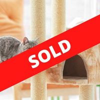 Established Cattery and Cat Retreat - SOLD image
