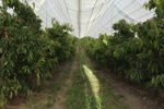 Agricultural Netting Services