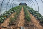 Fully operational vegetable business available