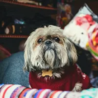 Established Multifaceted Dog Brand with Diverse Revenue Streams image